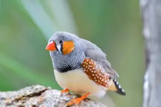 Zeberka australijska (łac. Taeniopygia guttata castanotis)
