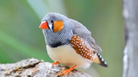 Zeberka australijska (łac. Taeniopygia guttata castanotis)