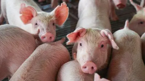 1000 plus na lochy i prosięta. Rolnicy mogą liczyć na dofinansowanie