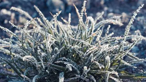 Pojawią się przymrozki