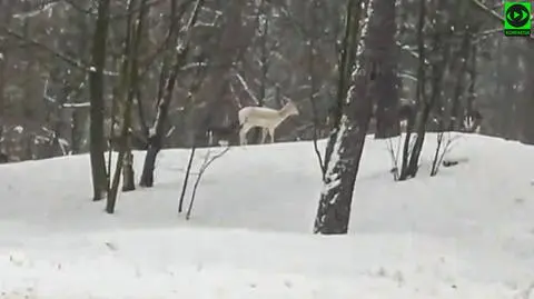 Stado jeleni spacerowało sobie po parku w Grudziądzu
