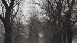 Park Słowackiego przyprószony śniegiem nieco