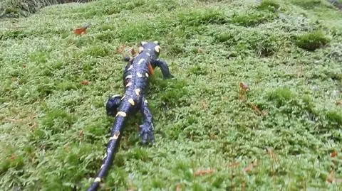 Salamandra spaceruje po zielonym dywanie z mchu