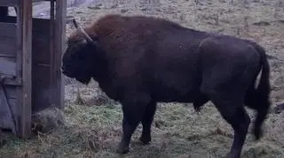 Żubra odłowiono z użyciem specjalnej klatki