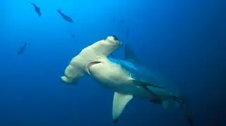 Głowomłot tropikalny (Sphyrna lewini)