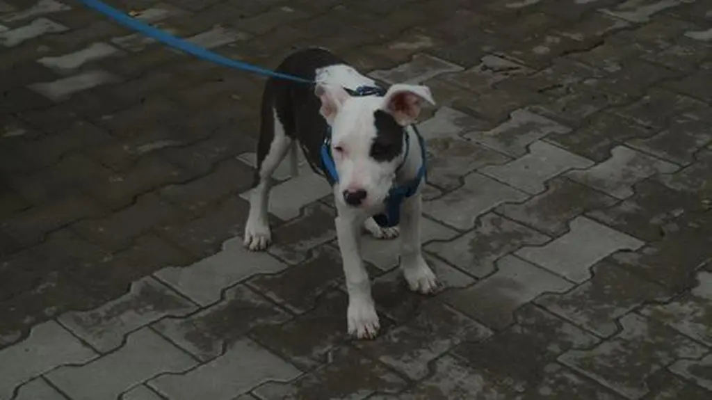 Uwolnionego psa zabrano do schroniska dla zwierzat