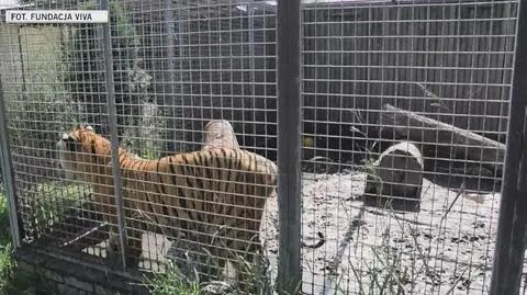 Nielegalna hodowla zwierząt pod Śremem. Zwierzęta przebywały na małych powierzchniach