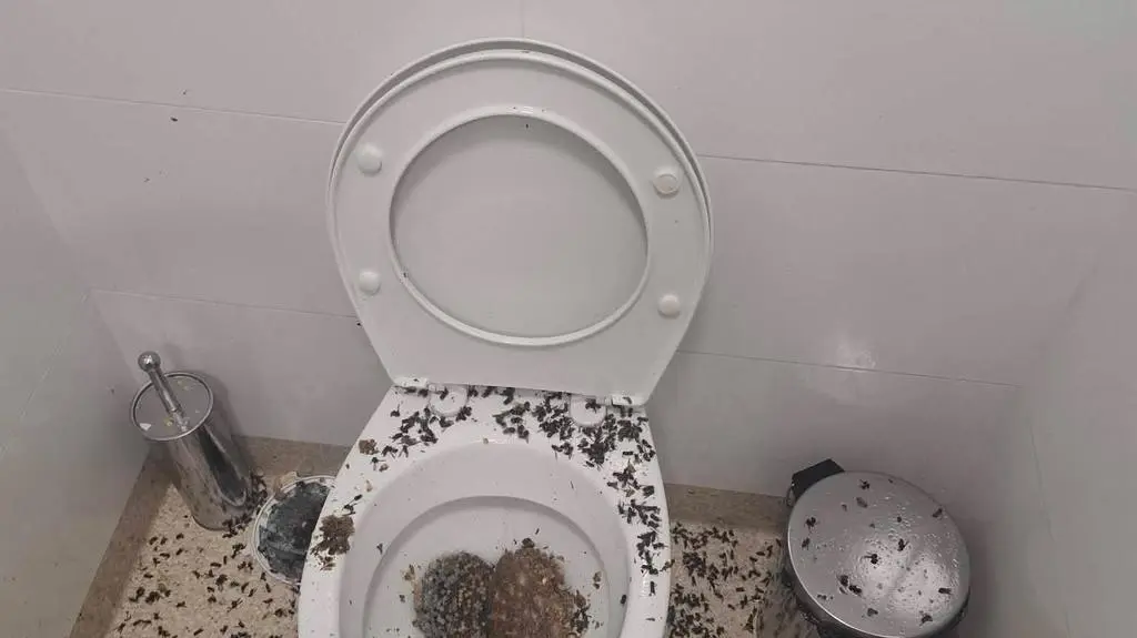 Gniazdo os w bibliotece w Bieszkowicach