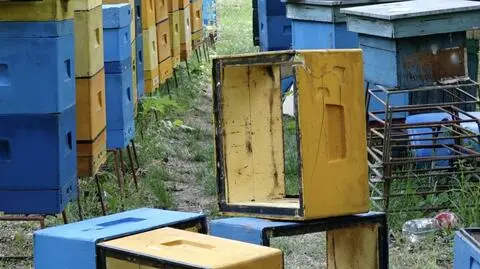 Ktoś zdemolował ule, mogło zginąć nawet trzy miliony pszczół