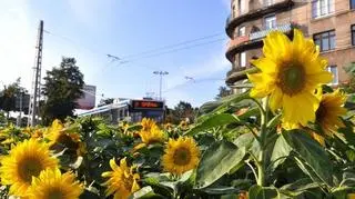 Kwiaty zakwitły na skrzyżowaniu ulic 10 Lutego, Dworcowej i Podjazd oraz na ul