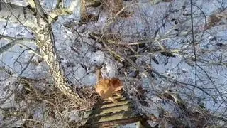 Pies miał na tyle poważną ranę, że nie dało się go uratować