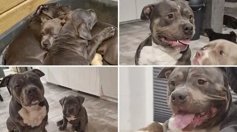 Za leczenie psów ma zapłacić 28 tysięcy złotych, zawiadomił policję