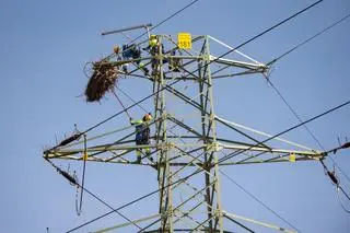 Przenoszenie bocianiego gniazda w Łęce (woj. małopolskie)
