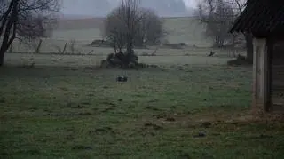Pakunek zrzucony został na łąkę