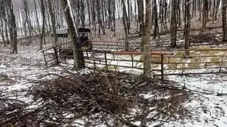 People responsible for the missing cattle have set up a provisional corral with bait. Unfortunately for them, to no effect