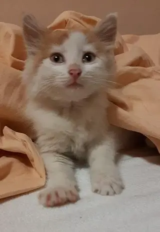 Policjanci uratowali przemoczonego i wychudzonego kota 