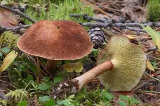 Borowiczak dęty (Boletinus cavipes)