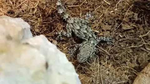 Gekon ukrył się w kapuście