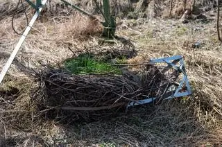 Przenoszenie bocianiego gniazda w Łęce (woj. małopolskie)