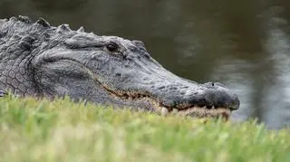 Aligator