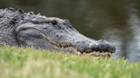 Aligator