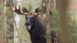 łoś