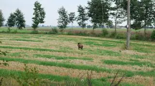 Dzik udał się w dalszą drogę