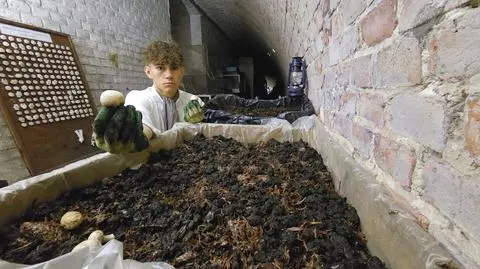 W Forcie Gerhard hoduje się teraz pieczarki