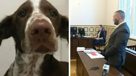 Brutalnie pobił psa Fijo, trafi do więzienia na półtora roku. Jest prawomocny wyrok