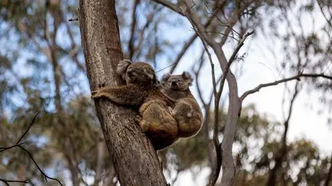 Koale to najbardziej rozpoznawalny znak Australii. Jednak znajdują się w niebezpieczeństwie. Kto je zabija?