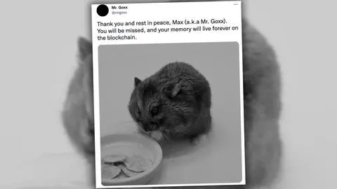Nie żyje Pan Goxx, chomik "handlujący" kryptowalutami