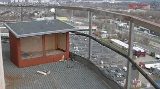 Sokoły wędrowne na kominie EC3 w Łodzi