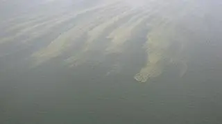 Sinice pojawiły się w Trójmieście