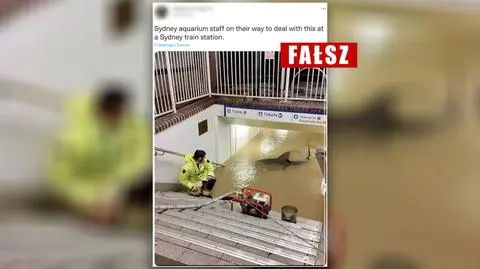 Powodzie w Australii: rekin na zalanej stacji kolejowej? Sprawdzamy