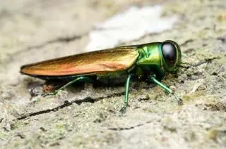 Opiętek jesionowy (Agrilus planipennis)