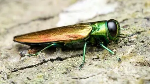Opiętek jesionowy (Agrilus planipennis)