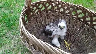 Młody krogulec był mocno osłabiony, nie uciekał