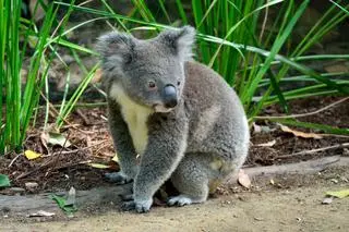 Koala