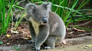 Koala