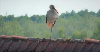 Bociany w Żywkowie