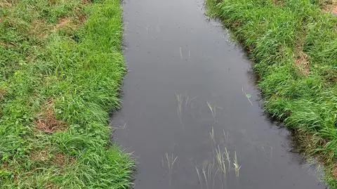 Tak obecnie wygląda odcinek rzeki przy moście (zdjęcie z 12 września)