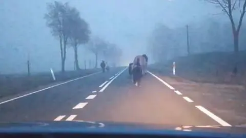 Zwierzęta uciekły wystraszone w sylwestrową noc