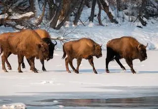 Osiem żubrów ma gruźlicę, zostaną poddane eutanazji