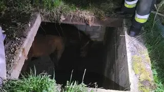 Koń wpadł do szamba, pomogli strażacy