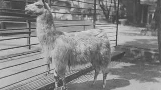 Lama 1930 r