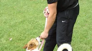 Uczestnictwo w programie jest dobrowolne