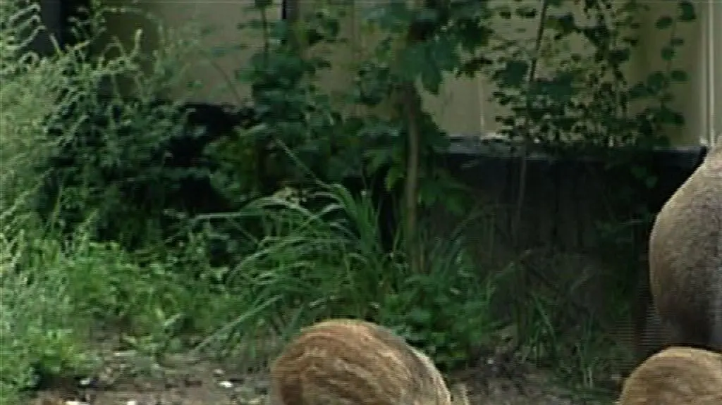 Dziki są wśród nas