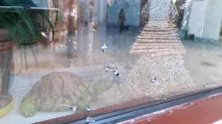 Wandale zniszczyli szyby w kilku lokalach w Piotrkowie Trybunalskim