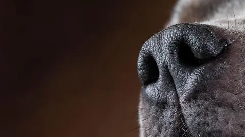 Amstaff zaatakował dzieci bawiące się na placu zabaw. 10-latka trafiła do szpitala
