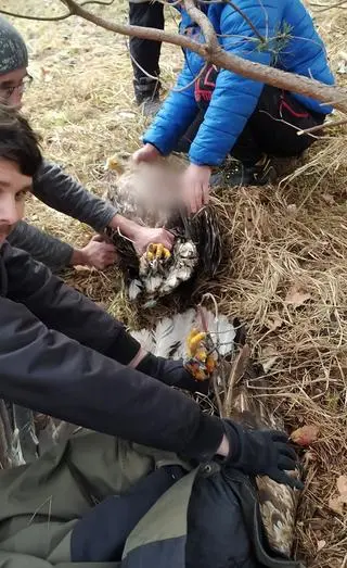 Ornitologom udało się rozdzielić ptaki. Nie było to łatwe